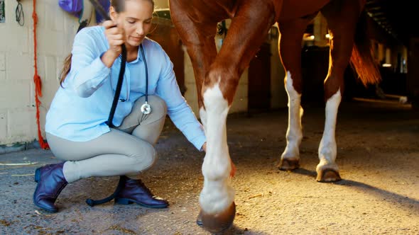 Veterinarian doctor bandaging horse leg 4k