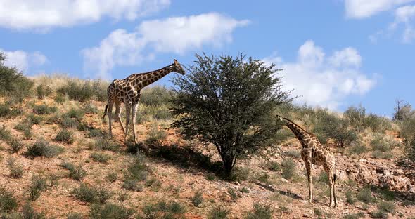 cute Giraffes, South Africa wildlife