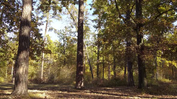 Autumn Forest Landscape with Trees By Day