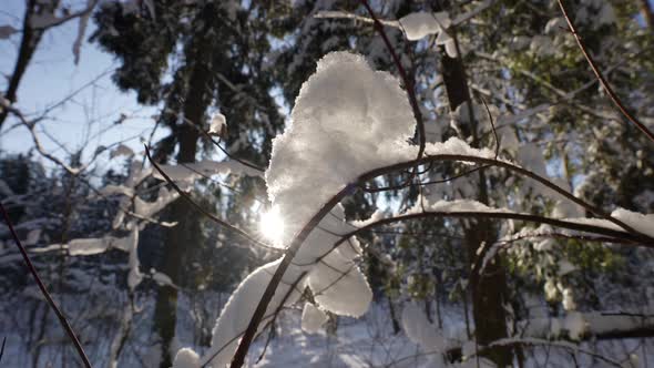 Nature at Winter in Forest Snow on Branches of Trees and Shrubs Against Sun