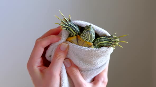 Female Hands Holding Redeared Turtle in White Towel After Washing