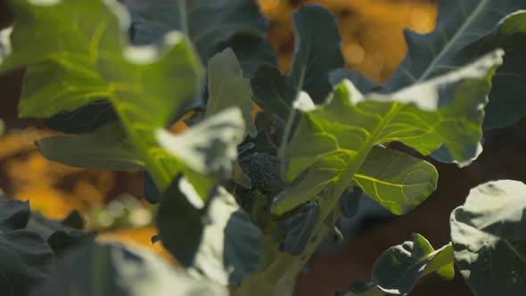 Extreme close up shot of a broccoli plant while a farmer harvests nearby plants.