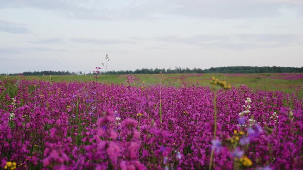 Huge Field with Pink Flowers Blooming