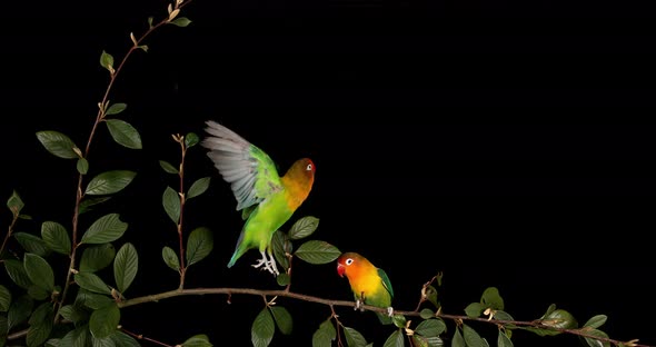 Fischer's Lovebird, agapornis fischeri, Pair standing on Branch, taking off, in flight