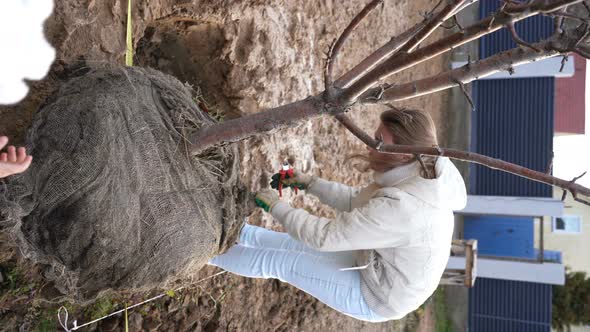 Girl Prepares Apple Tree for Planting and Removes Transportation Wire From Earthen Lump at Roots