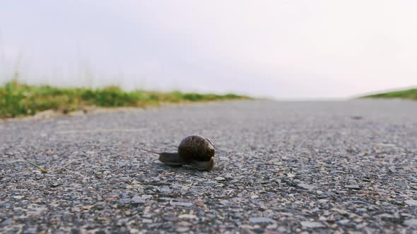 snail crawling on the road 4k UHD