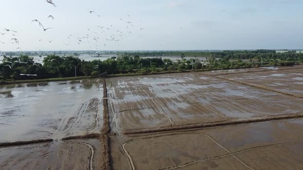 Flock Of White Egret Flying Over Paddy And Flooded Fields In Countryside Of Battambang, Cambodia. -