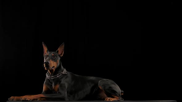 Doberman Pinscher in a Collar Lies and Yawns in the Studio on a Black Background