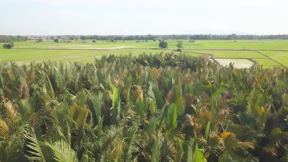 Nipah trees near paddy field.