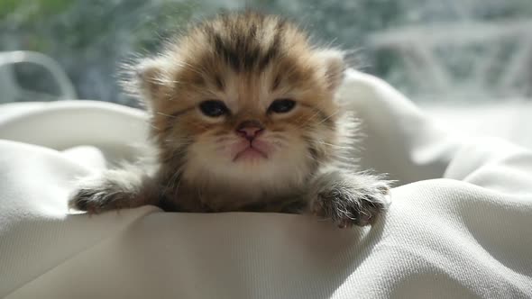 Cute Kitten Sitting On White Fabric Under Sunlight Slow Motion