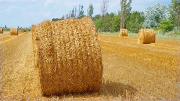Yellow Hay Field with Haystack