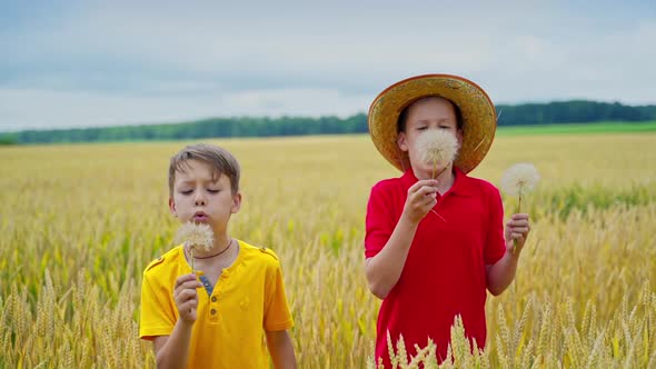 Boys with dandelions