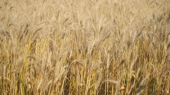 Grain Field