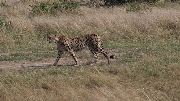 Cheetah, acinonyx jubatus, Adult walking through Savannah, Masai Mara Park in Kenya, slow motion