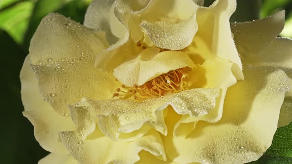 Yellow Rose with Dew Drops