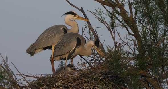 young grey herons in the nest, the Camargue in France