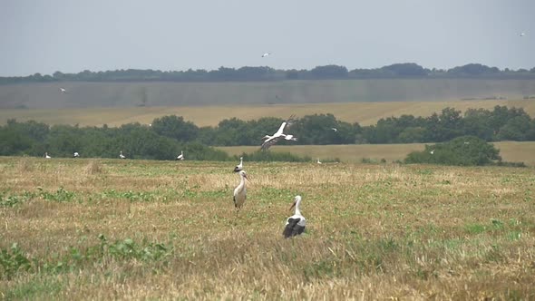 Stork Flying Over The Agricultural Levels
