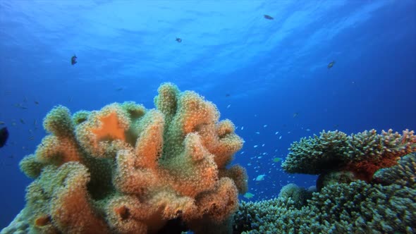 Colourful Corals and Fishes