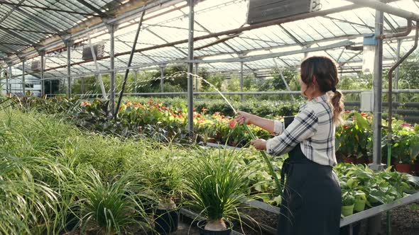 Woman Watering Plants at Indoor Plantation