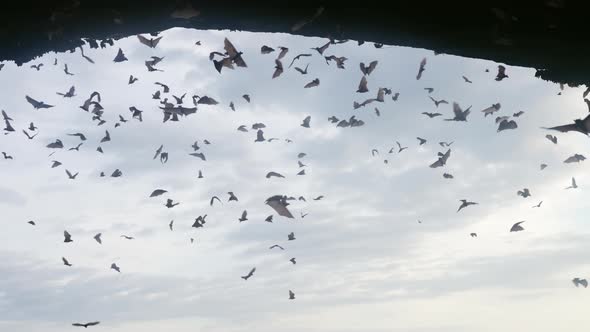 A Large Flock of Bats Flies Against Background of Blue Sky with Clouds Filling Entire Frame