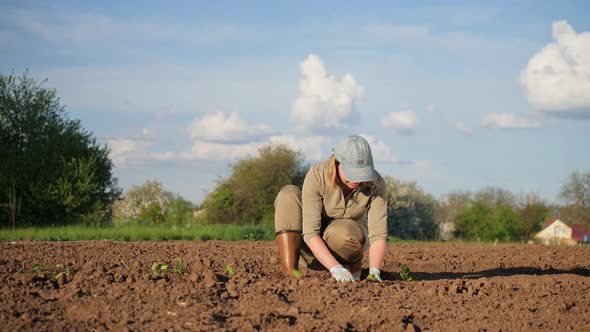 Woman Farmer Planting Seedlings in Vegetable Garden