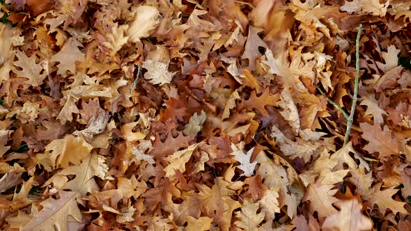 Autumn Leaves Piling Up on the Ground.