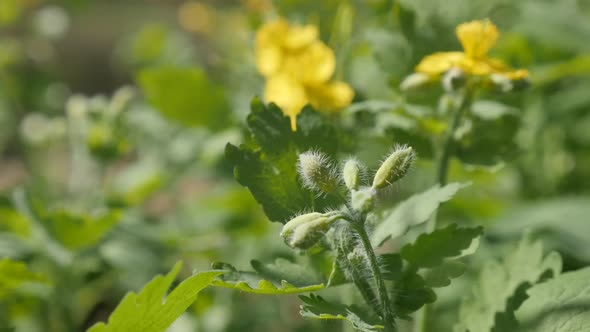 Shallow DOF herbaceous flower greater celandine close-up  1080p FullHD footage - Slow motion yellow 