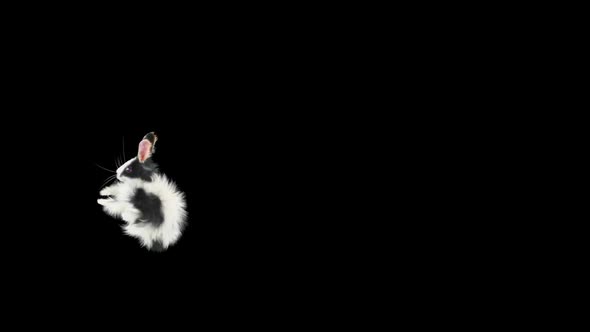 60 Rabbit Jump Over HD