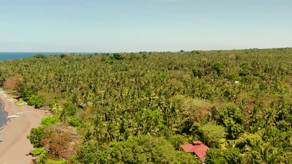 Palm Grove on a Tropical Island