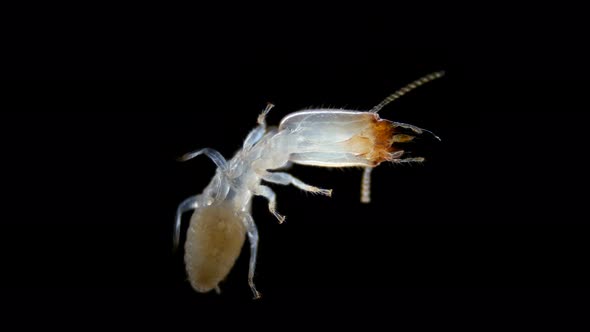 Termite (Isoptera) Reticulitermes Speratus Under a Microscope, Family Rhinotermitidae