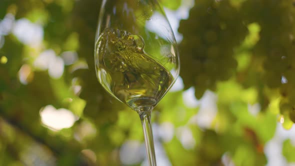 Glass with Fresh White Wine Slightly Shaking in the Background of Bunches of White Grapes
