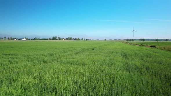 Aerial low shot over a Green Field of wheat, wind turbine and blue sky in background