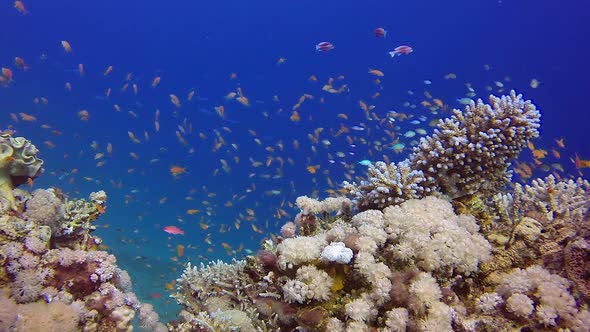 Underwater Coral Reef Marine