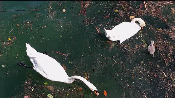 Swan family and young cygnet floating and eating on dirty waters. Real-time