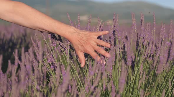 Female woman hands touching lavender in Valensole Provence at summer