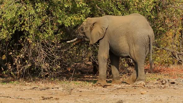 Feeding African Elephant - Kruger National Park