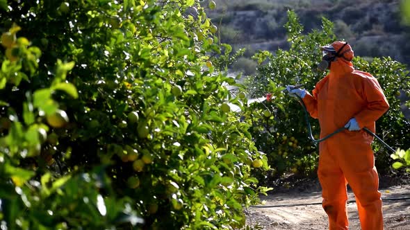 Farm worker spraying pesticide and insecticide on protective suit at lemon trees plantation 