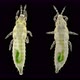 Insect Larva Thysanoptera Under a Microscope, in Agronomy, Most Types of Thrips Are Considered Pests - VideoHive Item for Sale