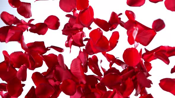 Super Slow Motion Shot of Real Red Rose Petals Explosion on White Background at 1000 Fps