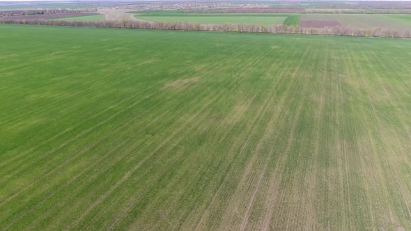 Drone View of a Field of Winter Wheat Spoiled By Pests