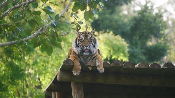 Tiger lying on logs