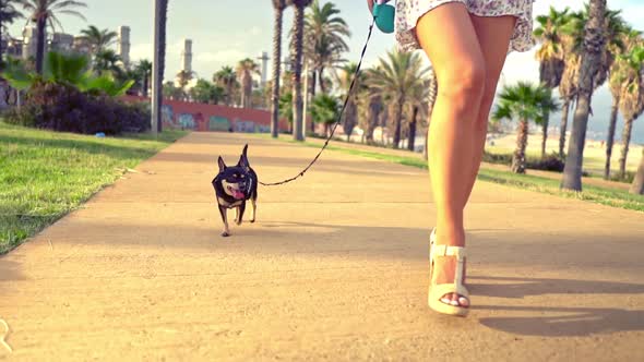 Small Dog Named Artur with Owner, Young Woman, Walking in Park with Palm Trees