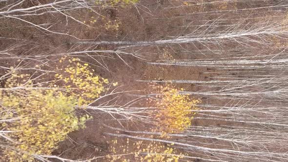 Vertical Video of the Forest on an Autumn Day Slow Motion