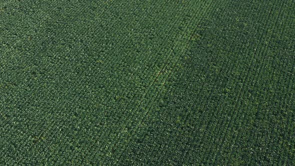 Cabbage Plantation in the Field. Vegetables Grow in a Rows