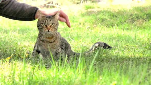 Walking a domestic cat with the owner on a yellow harness. The tabby cat caressing a person's hand o