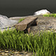 Grass / Weed Pack + Bench and Terrain - 3DOcean Item for Sale