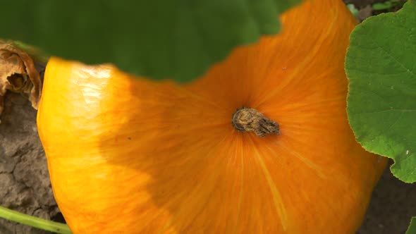 Pumpkin in Garden. Top View, Rotation and Zoom Out