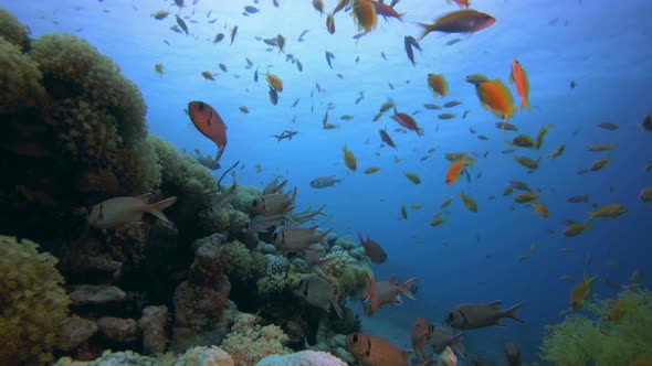 Underwater Colorful World