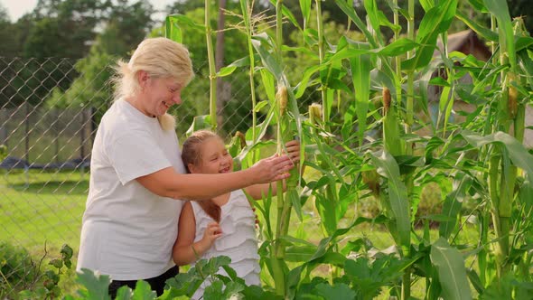 Females inspect growing corn at garden. Grandmother and granddaughter looking at vegetables