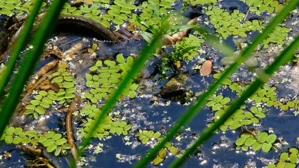 Snake in Swamp Thickets and Water Algae Closeup Serpent in River